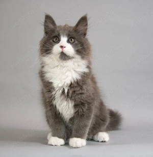Maine Coon color blue  - imagine 3