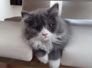 Maine Coon color blue 