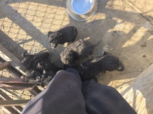 Vand catei de intors oile