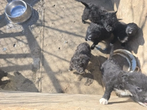 Vand catei de intors oile - imagine 2