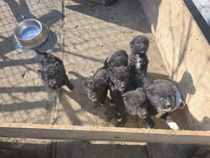 Vand catei de intors oile - imagine 4