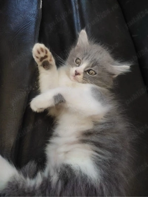 Siberiana de Padure blue point  - imagine 3