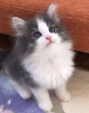 Siberiana de Padure blue point  - imagine 1