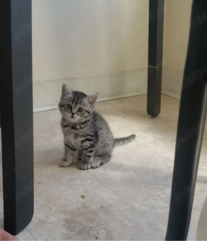 British Shorthair silver tabby  - imagine 2