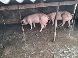 purcele gestante între 120-140  - imagine 2