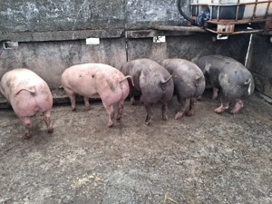 purcele gestante între 120-140 