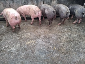 purcele gestante între 120-140  - imagine 3