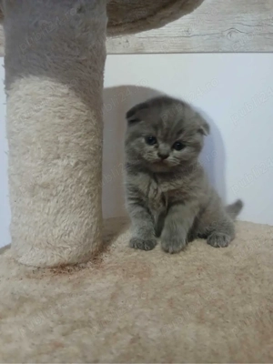 Scottish Fold blue  - imagine 3