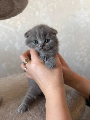 Scottish Fold blue  - imagine 2