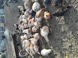 Curcani și curci de vânzare  - imagine 3