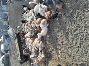 Curcani și curci de vânzare  - imagine 4