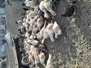 Curcani și curci de vânzare  - imagine 2