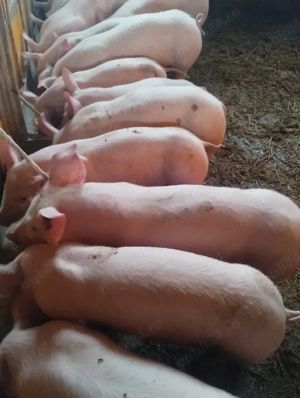 purcei varsta 2 luni jumate preț de la 500-600 lei