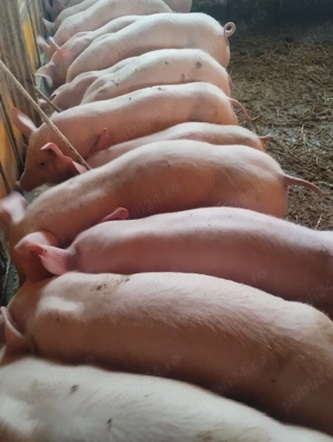 purcei varsta 3 lunipreț de la 500-600 lei - imagine 2