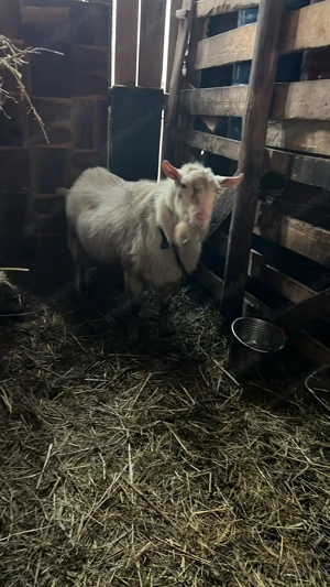 Țap Sannen rasă Olandeză  - imagine 4