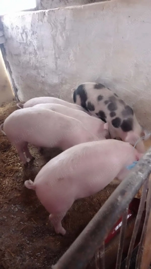 soldani marele alb cu petran  - imagine 2