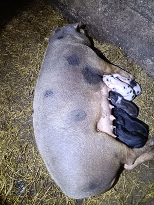 Vând două scroafe cu purceii!! - imagine 3