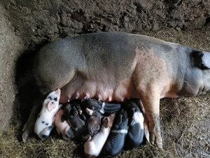 Vând două scroafe cu purceii!! - imagine 4