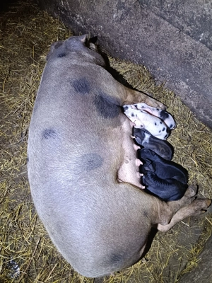 Vând două scroafe cu purceii!! - imagine 2