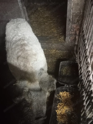 Porc Mangalița  - imagine 2