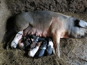 Vând două scroafe cu purceii!! - imagine 5