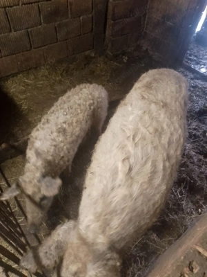 Porc Mangalița  - imagine 3