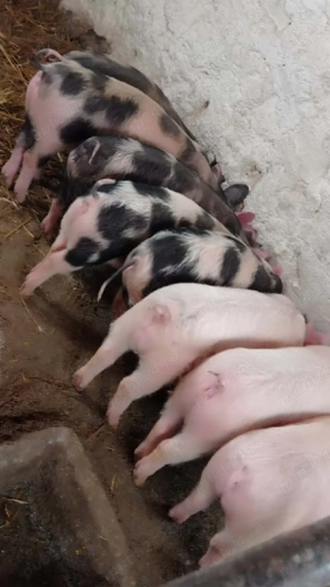 purcei de 12 săptămâni  - imagine 2