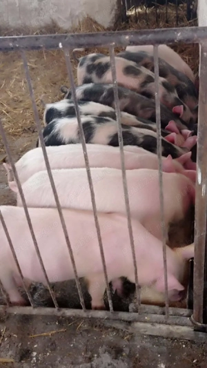 purcei de 12 săptămâni  - imagine 3