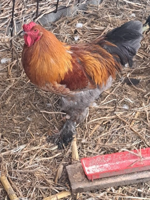 cocoș de vanzare - imagine 2