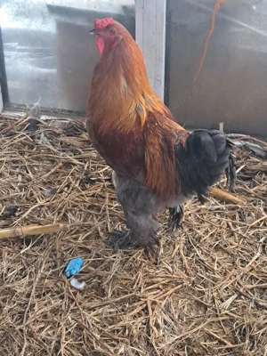 cocoș de vanzare - imagine 4