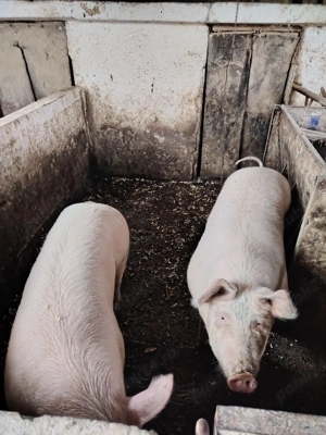 Vând porc  - imagine 2