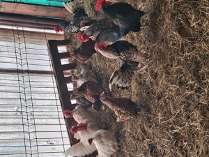 Găini pitice deosebit de frumoase și tinere. - imagine 3