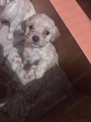 vand Lagotto Romagnolo - imagine 2