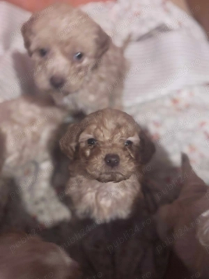 vand Lagotto Romagnolo - imagine 3