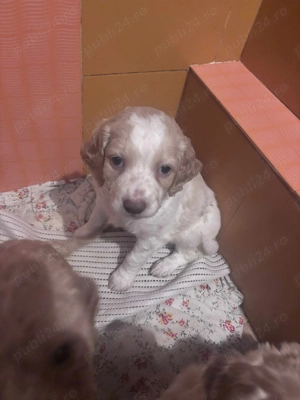 vand Lagotto Romagnolo - imagine 5