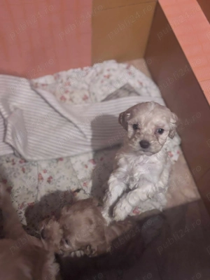 vand Lagotto Romagnolo - imagine 4