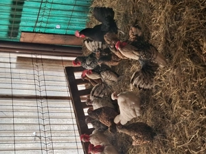 Găini pitice deosebit de frumoase și tinere.