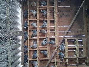 Porumbei voiajori, culori rare și alte linii de voiajori sport. - imagine 2