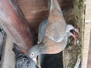 Porumbei voiajori, culori rare și alte linii de voiajori sport. - imagine 5