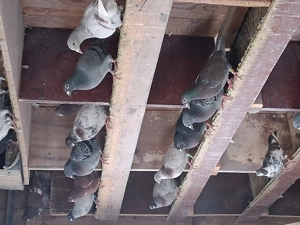 Porumbei voiajori, culori rare și alte linii de voiajori sport. - imagine 3