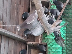 Porumbei voiajori, culori rare și alte linii de voiajori sport.