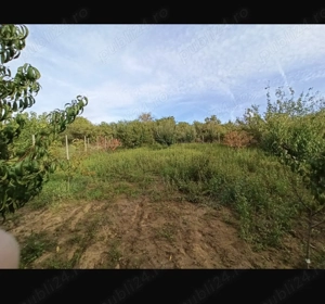 Livada teren intravilan  - imagine 5