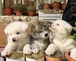 Pui Akita Inu de vânzare doar pentru familii iubitoare - imagine 2