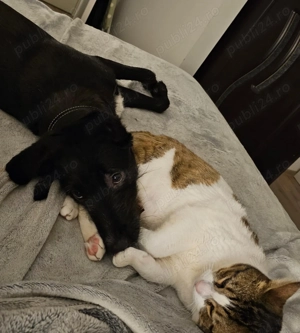 Cățel 9 luni pentru adopție   microcipat, pașaport, vaccinat - imagine 3