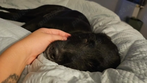 Cățel 9 luni pentru adopție   microcipat, pașaport, vaccinat - imagine 4