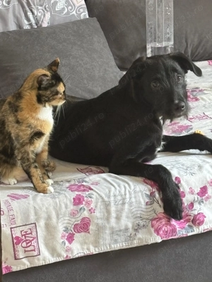 Cățel 9 luni pentru adopție   microcipat, pașaport, vaccinat - imagine 2