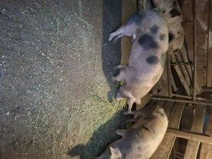 De vânzare  - imagine 2