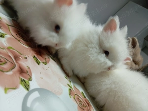 Iepurasi Cap de Leu - Masculi - 100 buc - imagine 5