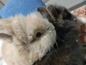 Iepurasi Cap de Leu - Masculi - 100 buc