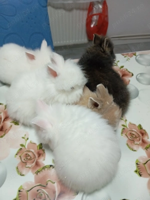 Iepurasi Cap de Leu - Masculi - 100 buc - imagine 2